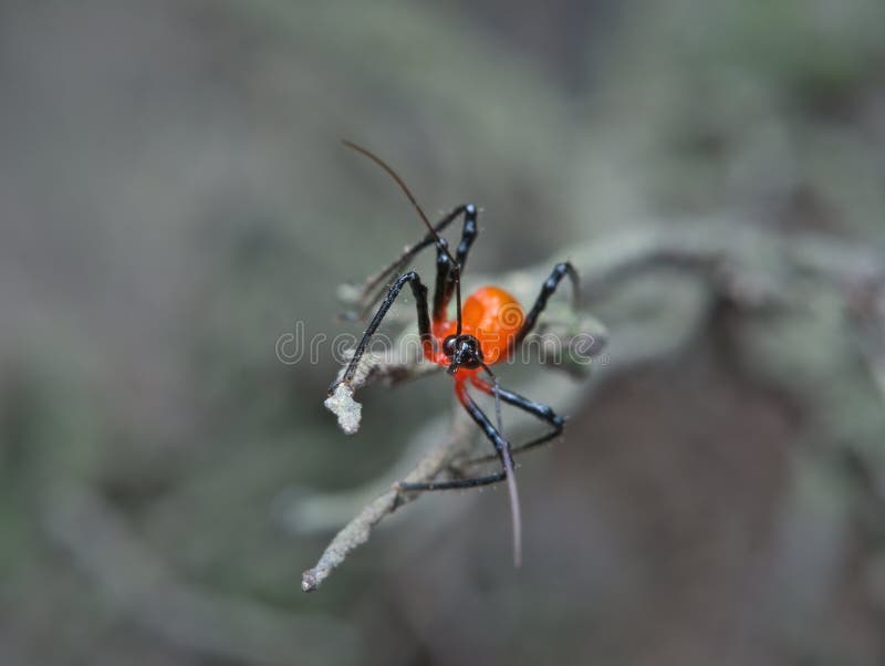 Assassin bug on the root of the tree