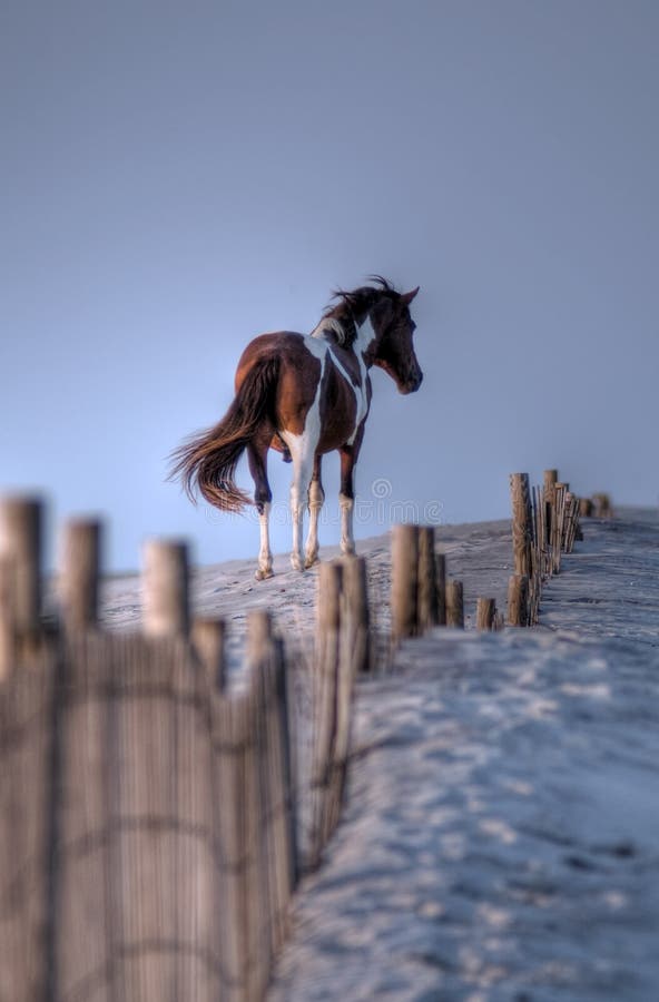assateague hdr wyspy konik dziki fotografia stock assateague hdr wyspy konik dziki fotografia stock