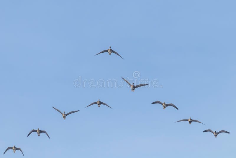 Assemblez-vous d'un plus grand vol affronté blanc d'oies dans la formation de V, ciel bleu images libres de droits Assemblez-vous d'un plus grand vol affronté blanc d'oies dans la formation de V, ciel bleu images libres de droits