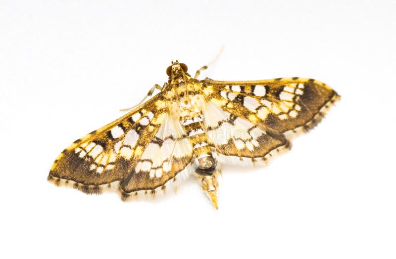 Assembly Moth Samea Ecclesialis a Diurnal Moth Aka Stained Glass