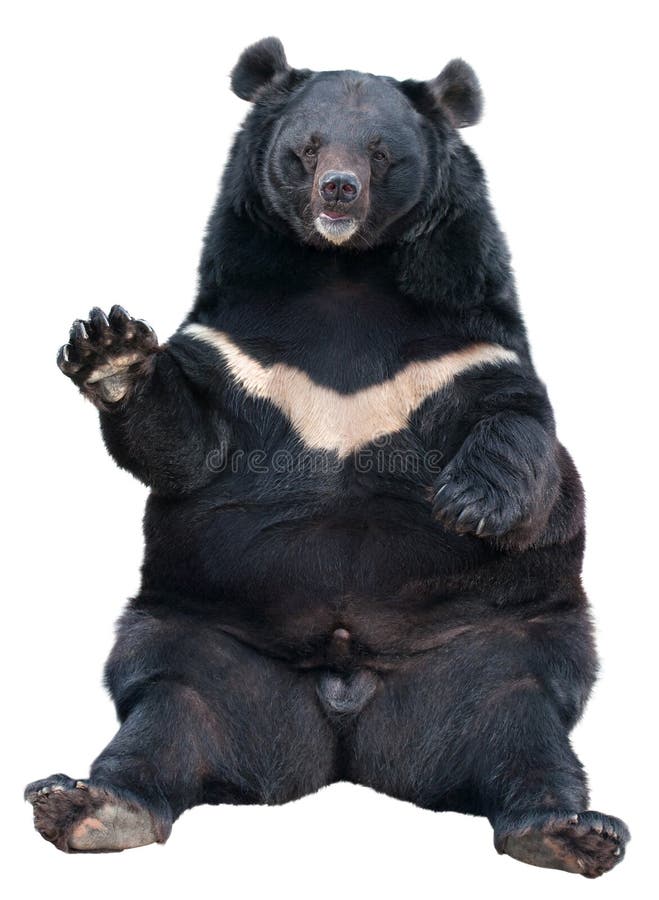 Sitting Asiatic Black Bear (Tibetan black bear, Himalayan black bear, moon bear) isolated on white. Sitting Asiatic Black Bear (Tibetan black bear, Himalayan black bear, moon bear) isolated on white