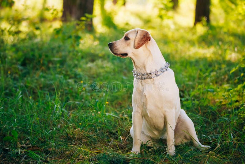 Assento branco engraçado fêmea do cão de labrador retriever fotografia de stock