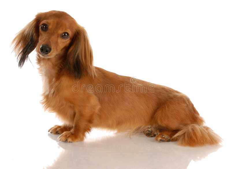 Assento de cabelos compridos do dachshund fotos de stock