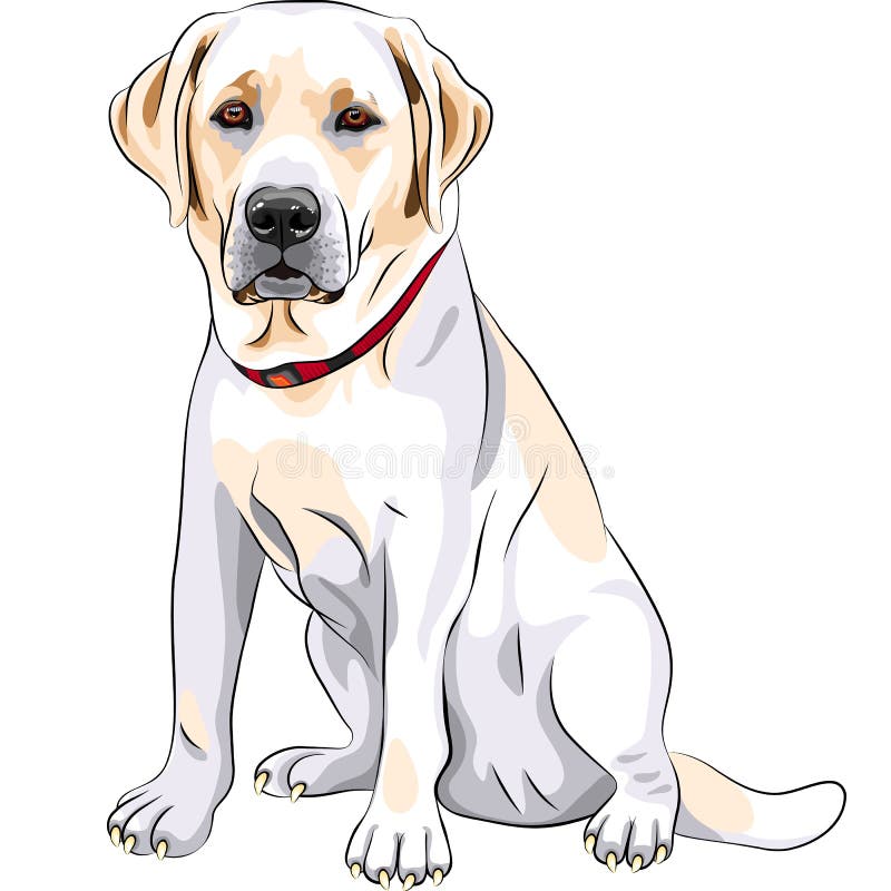 Assento do Retriever de Labrador da raça do cão amarelo ilustração do vetor Assento do Retriever de Labrador da raça do cão amarelo ilustração do vetor