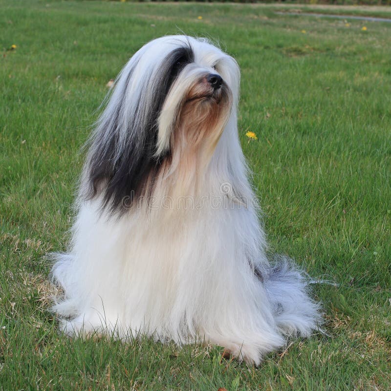 Cão Pastor Inglês Velho Com Uma Língua Cor-de-rosa Que Repica Para Fora  Imagem de Stock - Imagem de prumo, criado: 89703671