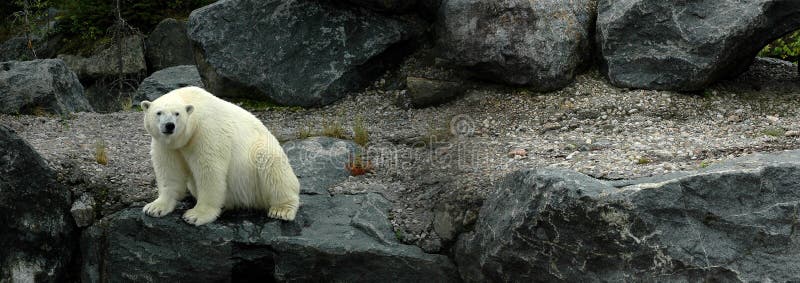 Assento grande do urso polar fotografia de stock royalty free Assento grande do urso polar fotografia de stock royalty free