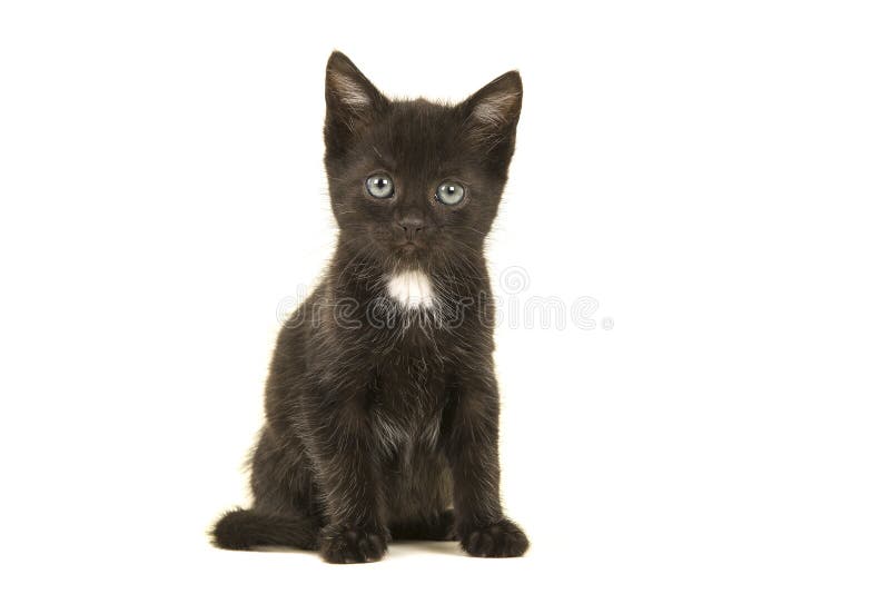 Retrato De Um Gato Preto Com Um Pescoço Branco Olhando Para O Jogo a  Distância Foto de Stock - Imagem de distância, cauda: 221727350