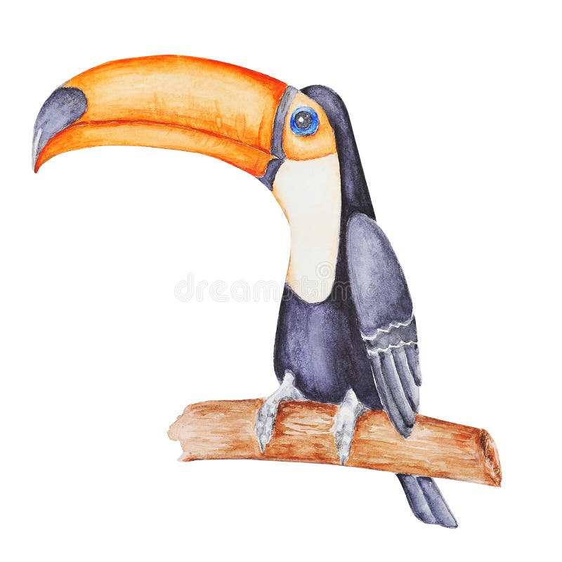 Assento tucan tropical bonito no ramo A mão arfou a ilustração da aquarela ilustração do vetor Assento tucan tropical bonito no ramo A mão arfou a ilustração da aquarela ilustração do vetor