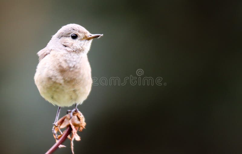 Common nightingale or simply nightingale Luscinia megarhynchos songbird sitting singing on dried flower with out of focus dark bokeh negative space background. Bird portrait wildlife scene. Common nightingale or simply nightingale Luscinia megarhynchos songbird sitting singing on dried flower with out of focus dark bokeh negative space background. Bird portrait wildlife scene