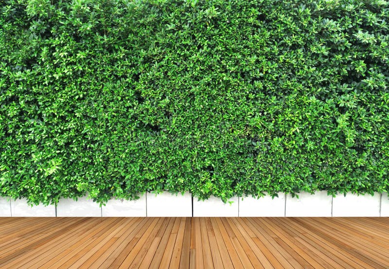 Assoalho de madeira e jardim vertical com a folha verde tropical