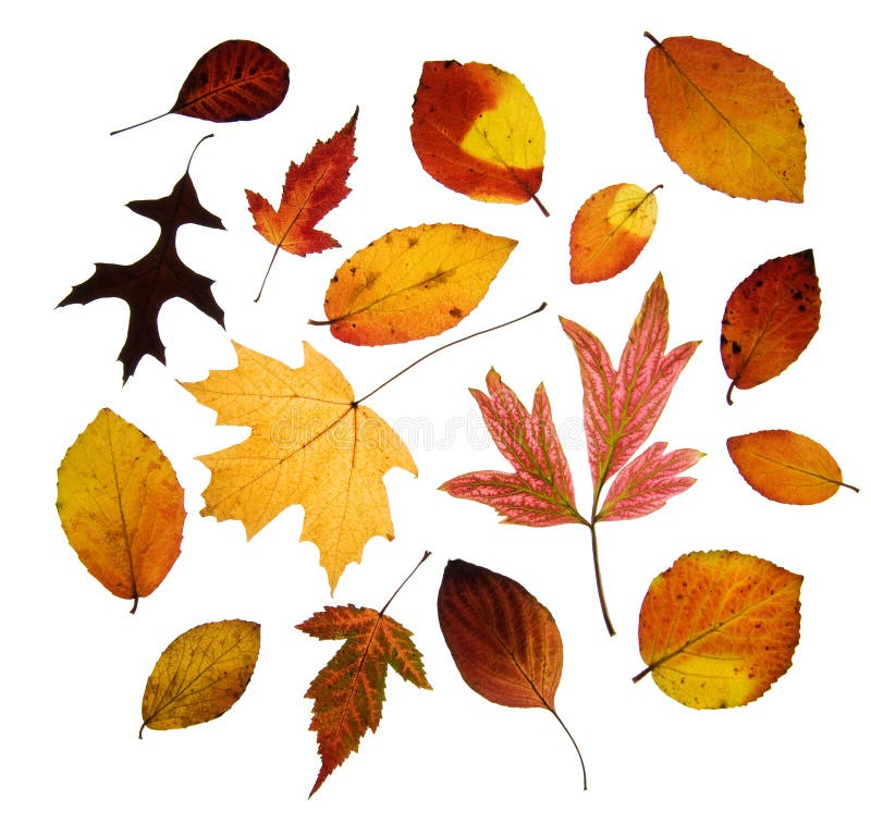 Assorted Autumn leaves stock photo. Image of color, background - 11410664