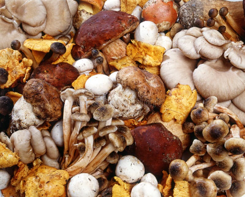 Assorted collection of fresh mushrooms