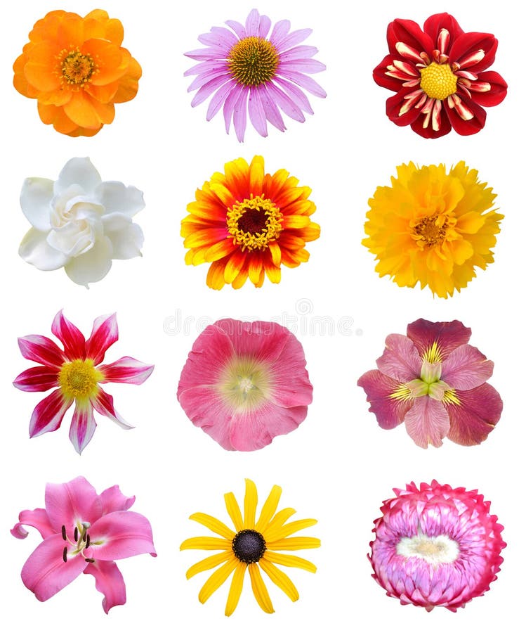 Flower collection stock photo. Image of nature, colorful - 9094284