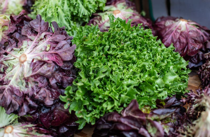 Assorted Colorful Lettuce Displayed on a Table: Green Leaf and Red Leaf ...