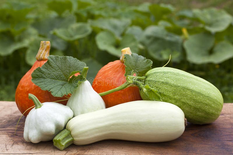 Assorted Gourds and Squash