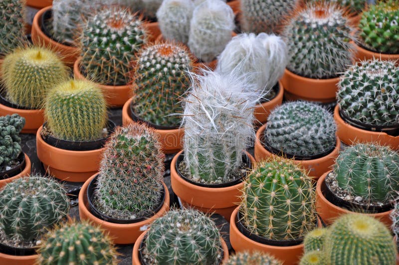 Assorted mini cactus plants stock photography Assorted mini cactus plants stock photography