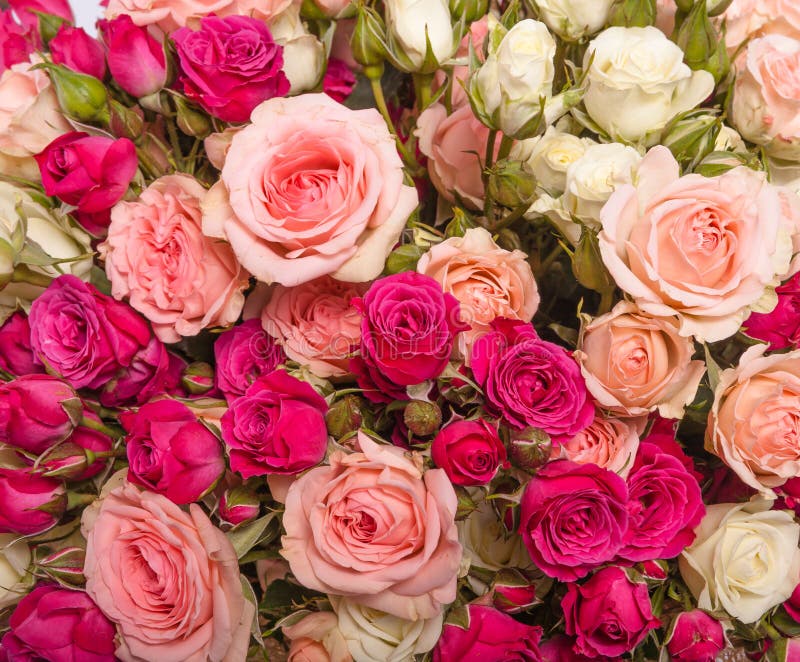 Assorted roses stock photo. Image of flower, bloom, color 56433962