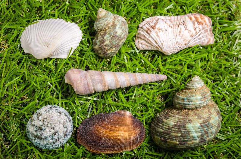 Assorted Sea Shells on a Field of Grass Stock Photo Image of garden