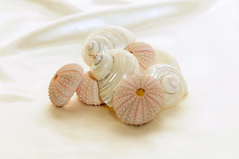 Collection of sea shells against a white satin background. Collection of sea shells against a white satin background