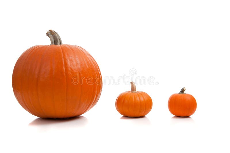 Assorted sizes of pumpkins on a white background