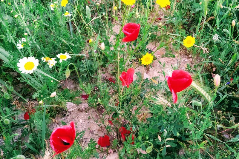 Assorted spring wild flowers royalty free stock photography Assorted spring wild flowers royalty free stock photography