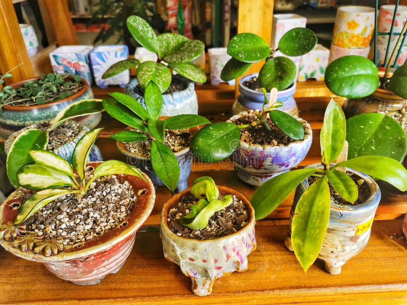 Assorted Succulent Plants in Ceramic Pots Side View Stock Image Image