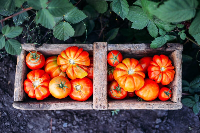 Assorted Tomatoes in Brown Paper Bags. Various Tomatoes in Bowl Stock