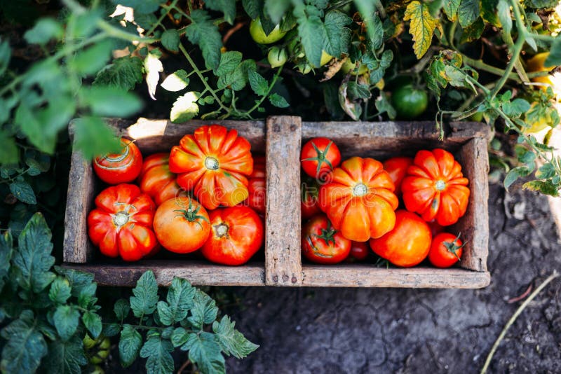 Assorted Tomatoes in Brown Paper Bags. Various Tomatoes in Bowl Stock