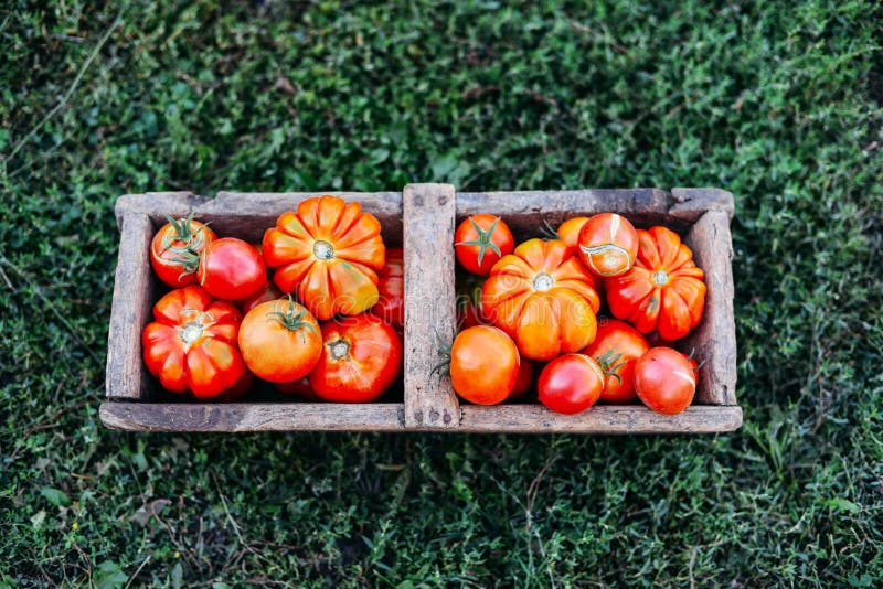 Assorted Tomatoes in Brown Paper Bags. Various Tomatoes in Bowl Stock