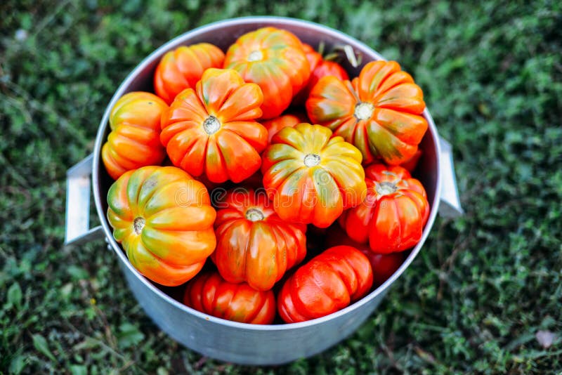 Assorted Tomatoes in Brown Paper Bags. Various Tomatoes in Bowl Stock
