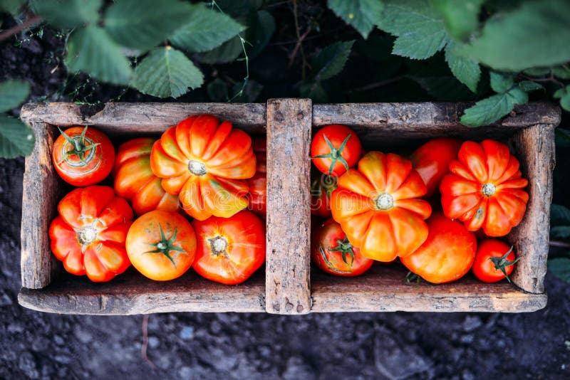 Assorted Tomatoes in Brown Paper Bags. Various Tomatoes in Bowl Stock