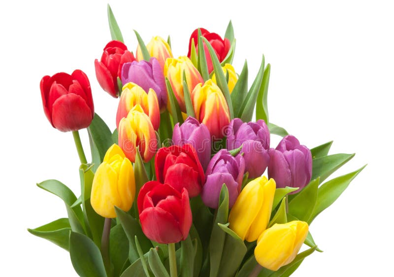 Assorted Tulips Bouquet. Isolated On White Background royalty free stock photography Assorted Tulips Bouquet. Isolated On White Background royalty free stock photography