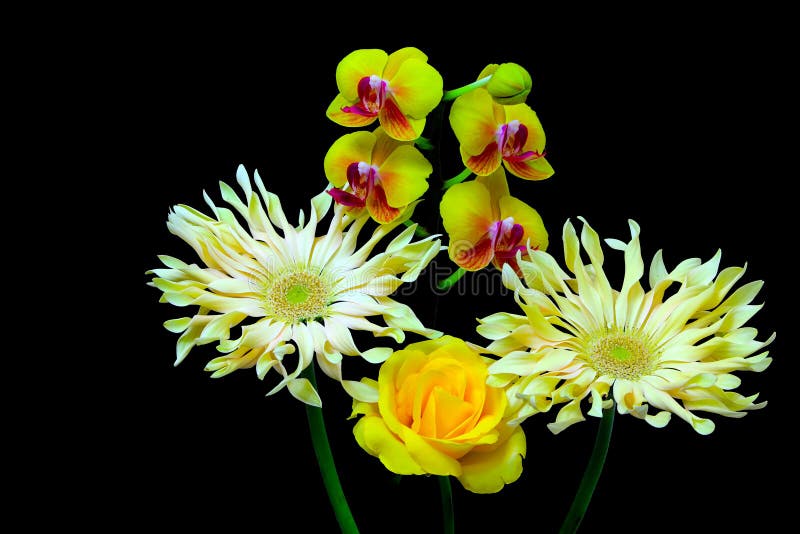 Tropical flowers presentation with yellow rose, gerber daisies and phalaenopsis orchids stock photography Tropical flowers presentation with yellow rose, gerber daisies and phalaenopsis orchids stock photography