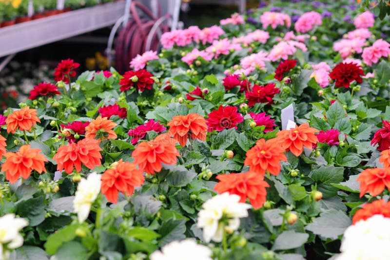 Assortment of colorful red, pink and orange dahlia flowers seedlings in pots in garden shop. Spring season sale.