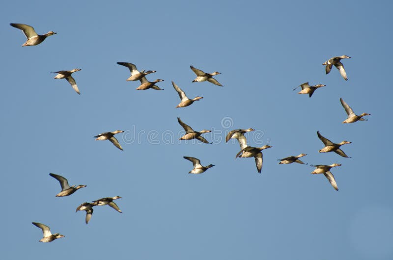 Assortment of Ducks Flying in a Blue Sky