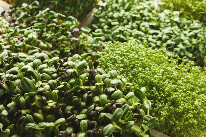 Assortment of micro greens. Growing kale, alfalfa, sunflower, arugula, mustard sprouts. Healthy lifestyle, stay young and modern restaurant cuisine concept. Assortment of micro greens. Growing kale, alfalfa, sunflower, arugula, mustard sprouts. Healthy lifestyle, stay young and modern restaurant cuisine concept