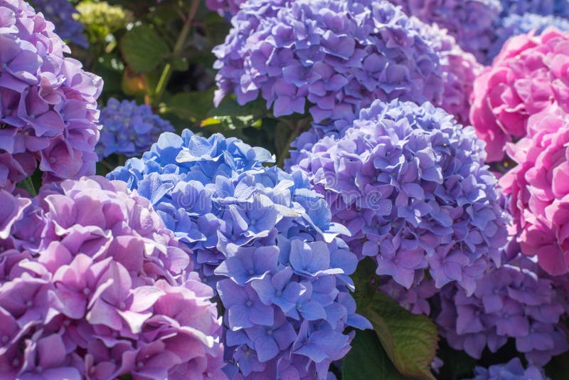Assortment of pink and purple hydrangeas close up. royalty free stock photos