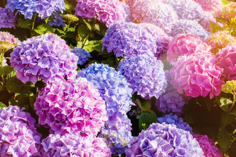 Assortment of pink and purple hydrangeas close up. stock photography