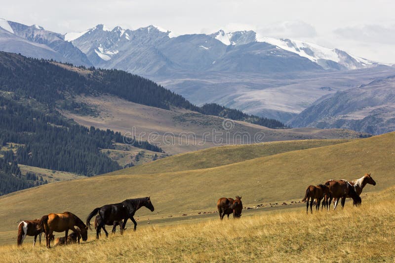 Assy Plateau near Almaty, Kazakhstan. stock photography Assy Plateau near Almaty, Kazakhstan. stock photography