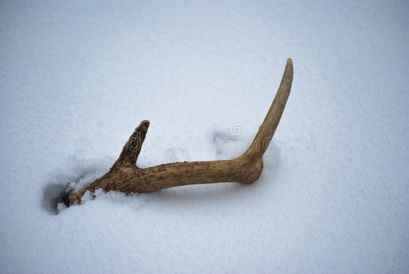 Asta solitaria de los ciervos en nevadas pesadas imágenes de archivo libres de regalías Asta solitaria de los ciervos en nevadas pesadas imágenes de archivo libres de regalías