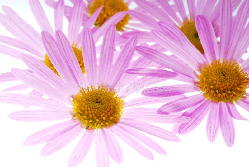 Aster