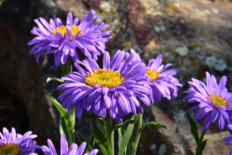 Aster alpinus