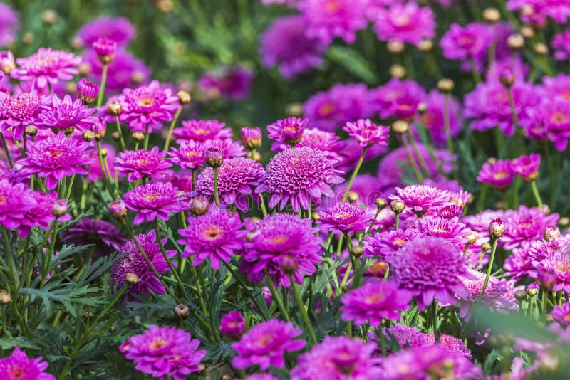 Aster Beds Growing in the Park Stock Photo - Image of bright, leaves ...