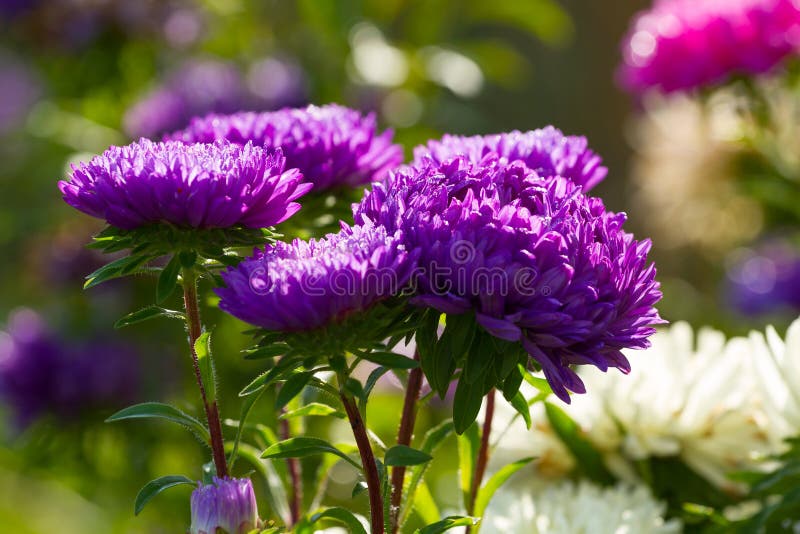 Aster blommar i dropparna royaltyfri fotografi Aster blommar i dropparna royaltyfri fotografi