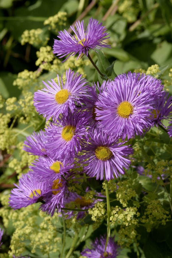 The genus Aster (syn. Diplopappus Cass.)includes some 600 species of widely distributed flowering plants in the family Asteraceae. The genus Aster (syn. Diplopappus Cass.)includes some 600 species of widely distributed flowering plants in the family Asteraceae.