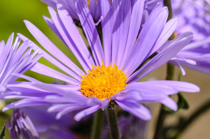Aster with Delicate Violet Petals Stock Photo Image of plants, lawn