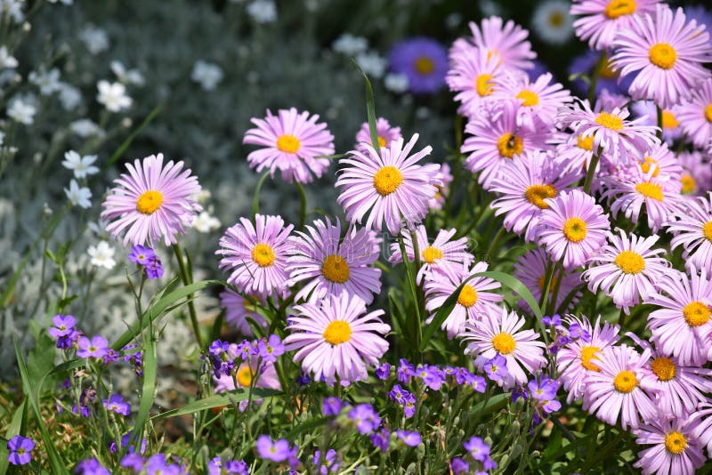 Daisy in violet stock photo. Image of wedding, flower, bloom - 483094