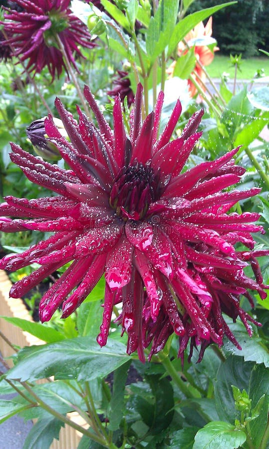 aster Flores Conocimiento de la naturaleza A través de los ojos de la naturaleza imágenes de archivo libres de regalías aster Flores Conocimiento de la naturaleza A través de los ojos de la naturaleza imágenes de archivo libres de regalías