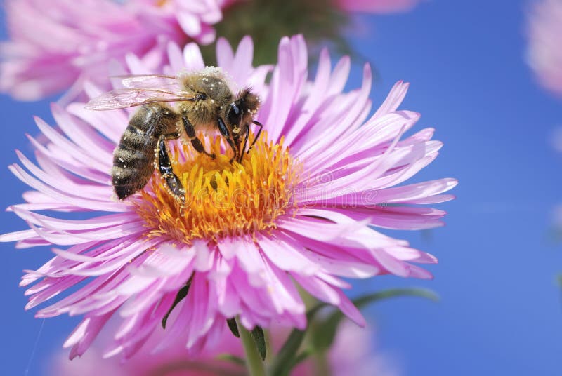 Aster flower with bee stock image. Image of beautiful 12073031