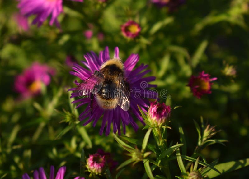 Aster Flower And Bumblebee Stock Photo Image Of Petals 102255984